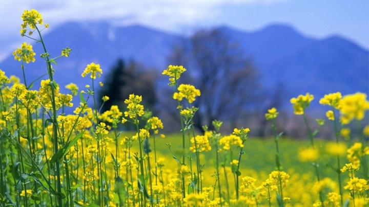 Kế hoạch tuần 16, thực hiện từ ngày 15/12 - 21/12/2025