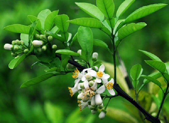 Kế hoạch tuần 27, thực hiện từ ngày 16/03 - 22/03/2026